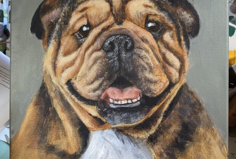 My first English Bulldog