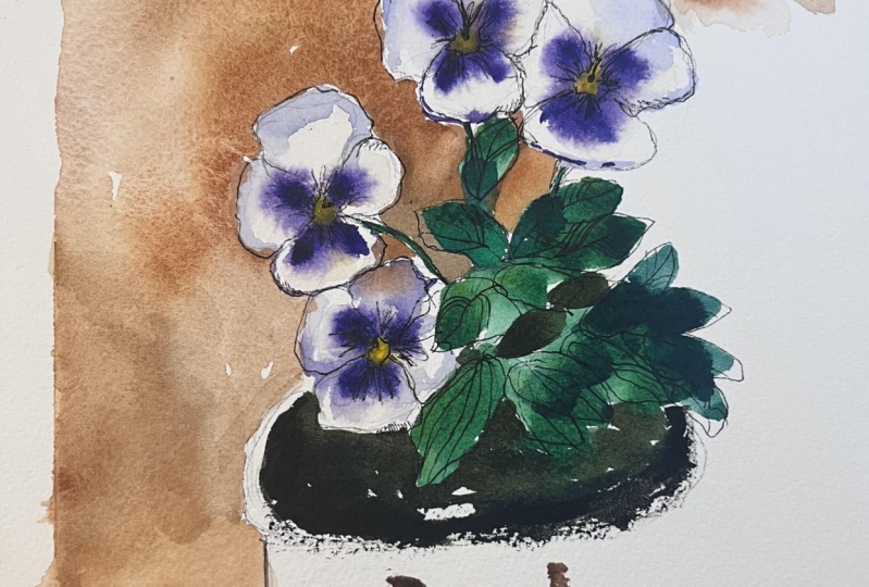 Pansies