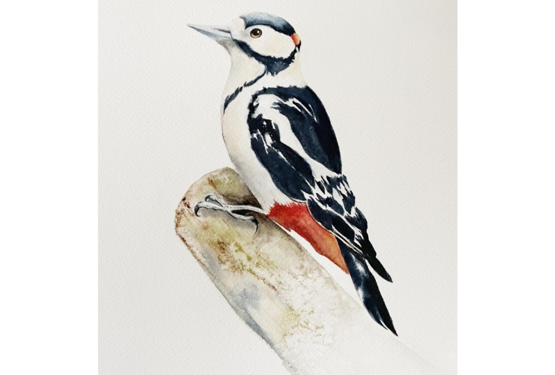 Woodpecker