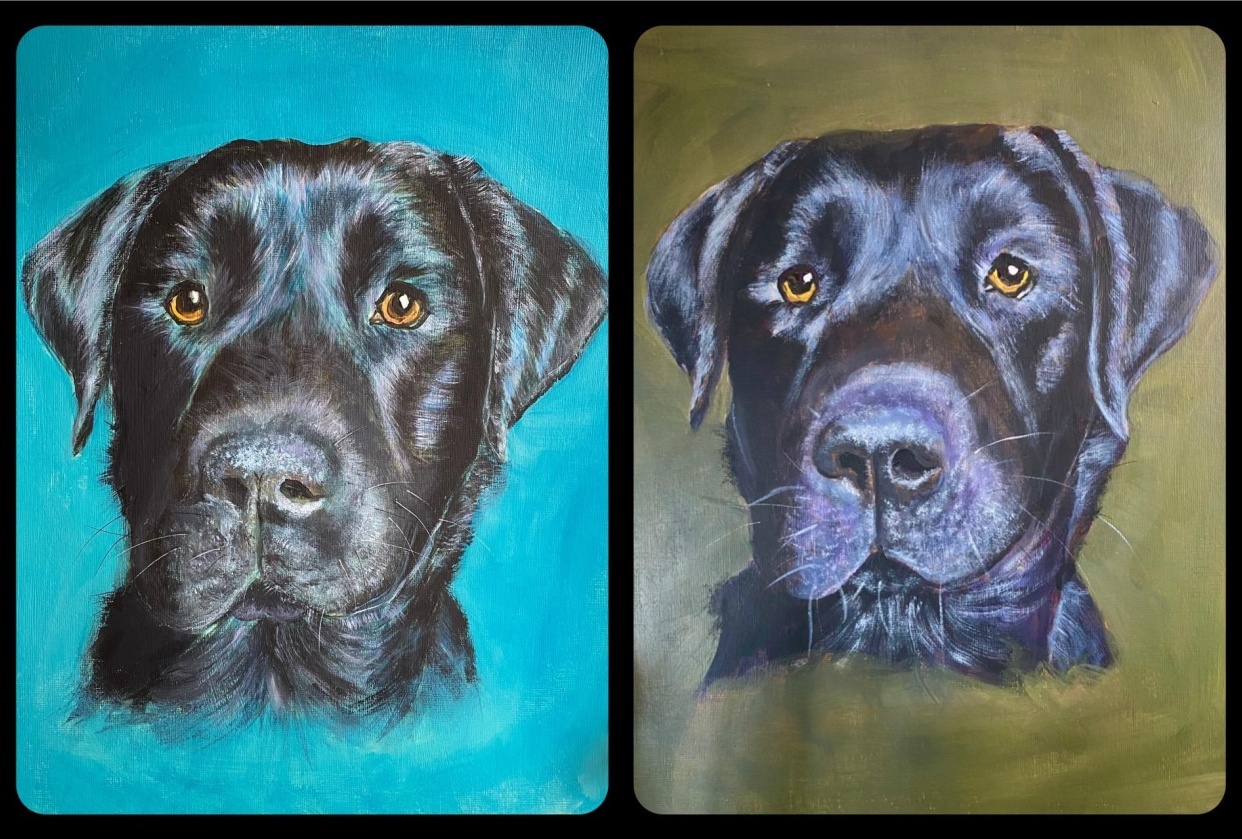 Black labrador - student project