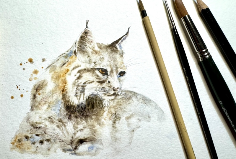 Iberian Lynx in Portugal
