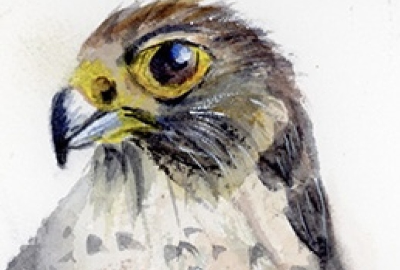 Peregrine Falcon