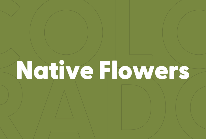 Example Project: Native Flowers of Colorado