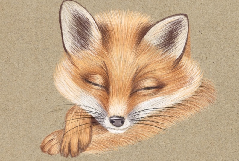 Sleeping fox