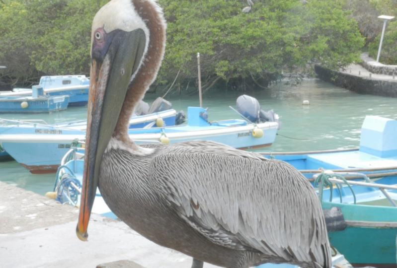 5 things about pelicans