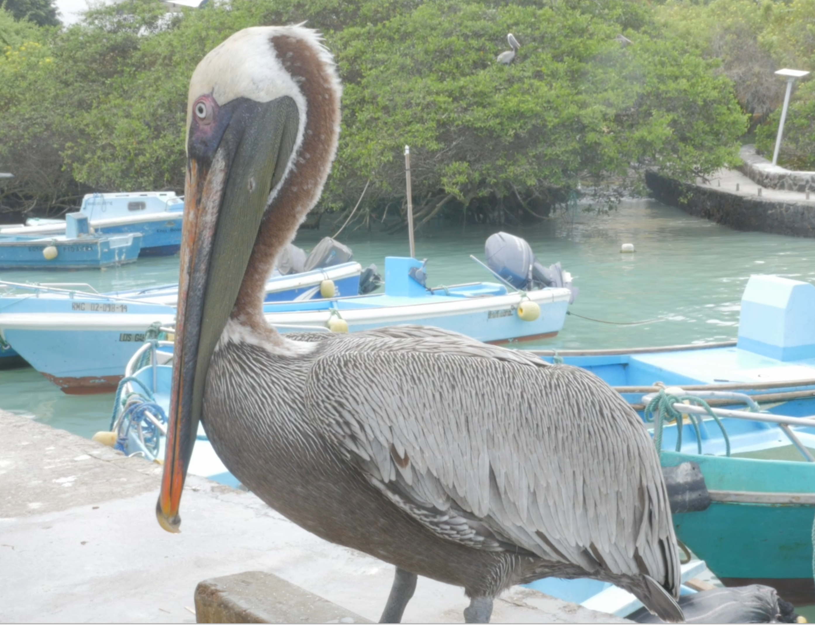 5 things about pelicans - student project