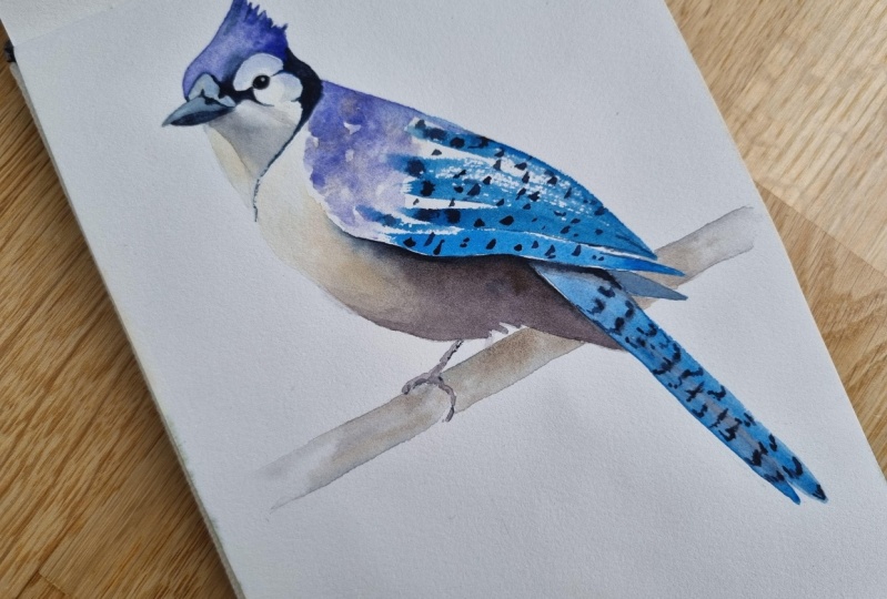 Blue Jay