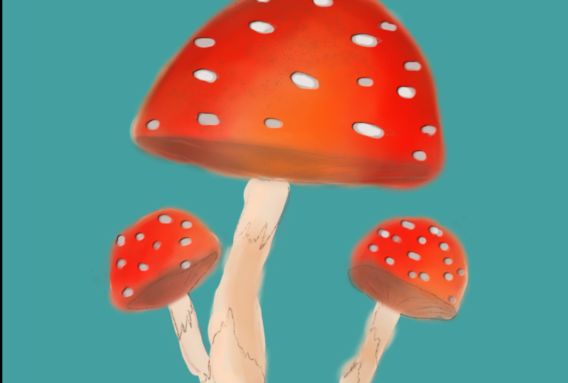 Shrooms