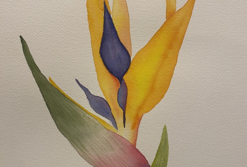 Bird of Paradise flower
