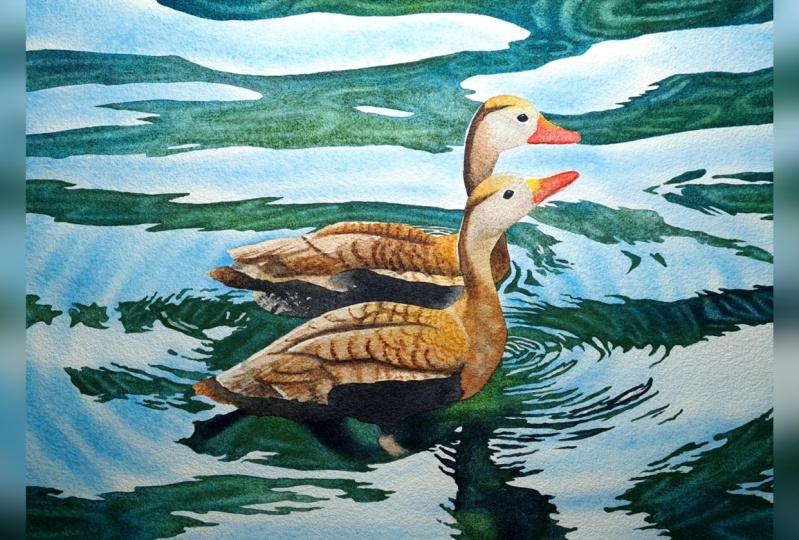 Ducks, Ripples