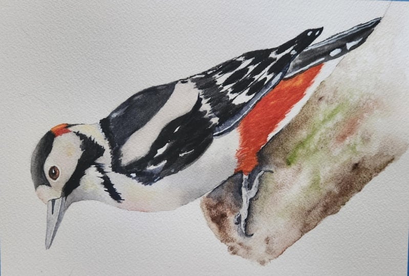 Woody Woodpecker
