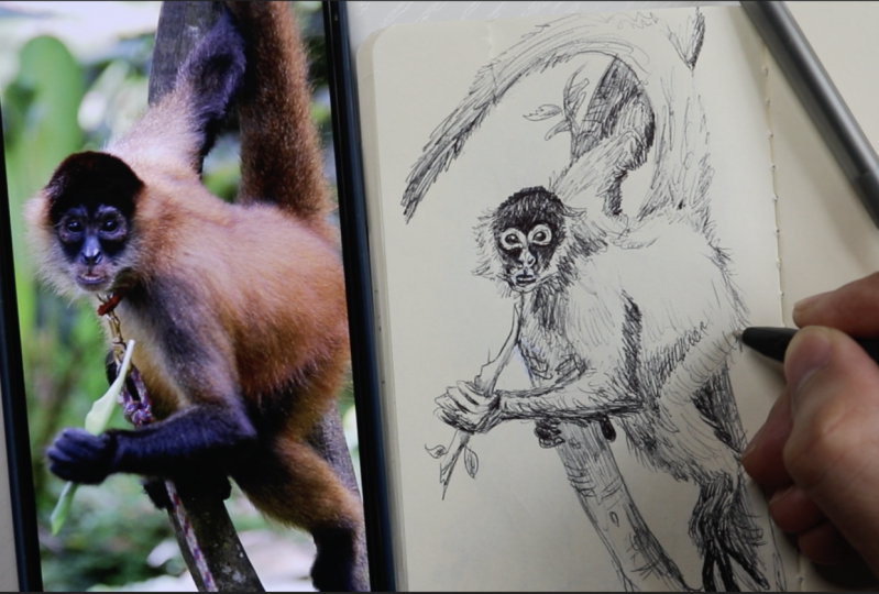 My Monkey Sketch with Reference Photo