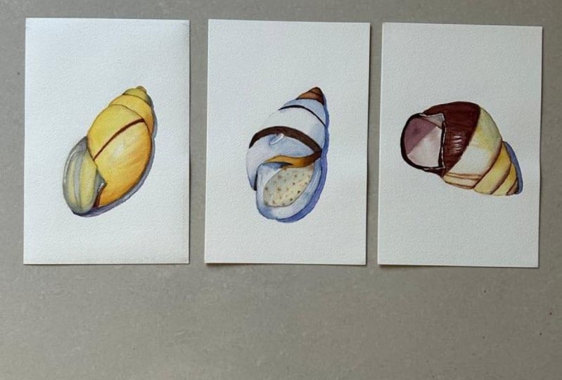 Seashell Serenade
