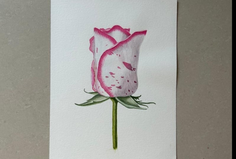 Realistic Rose Watercolor Illustration