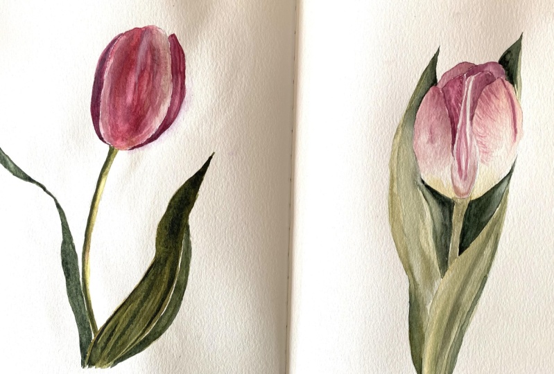Watercolour tulips