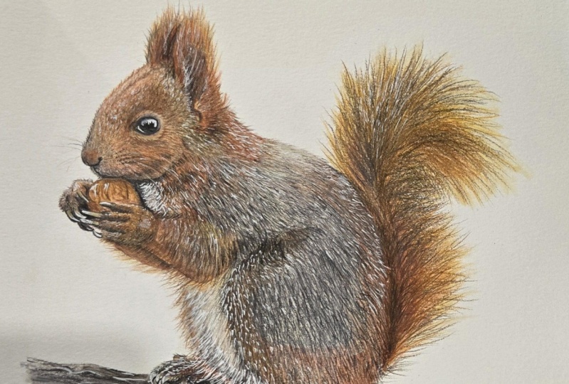 Drawing Animals: How to Draw Realistic Fur with Watercolour Pencils ...