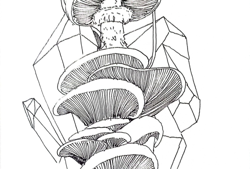 Bocetaje hongo con cristales