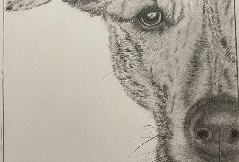 Sparky - graphite pencil