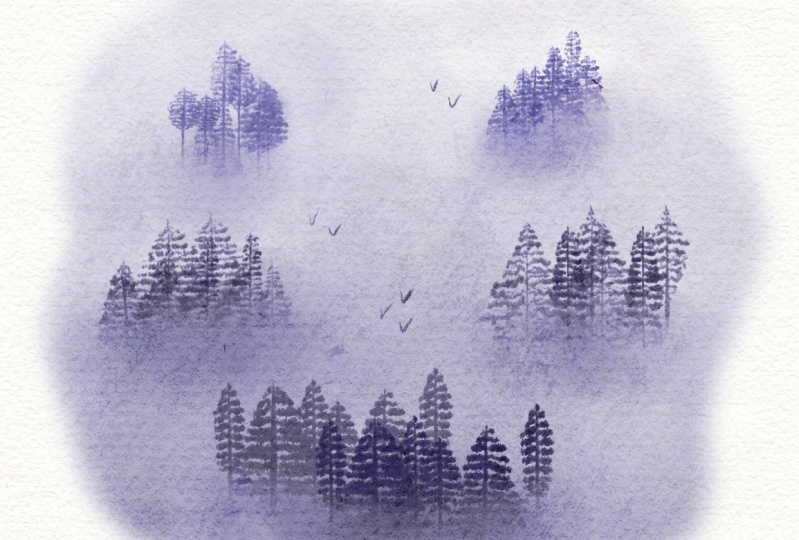 Misty forest