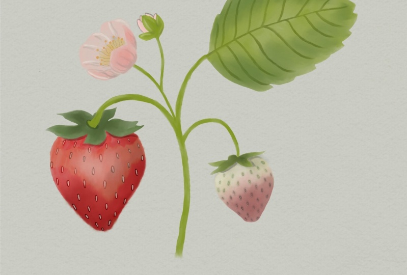 Watercolor strawberry plant
