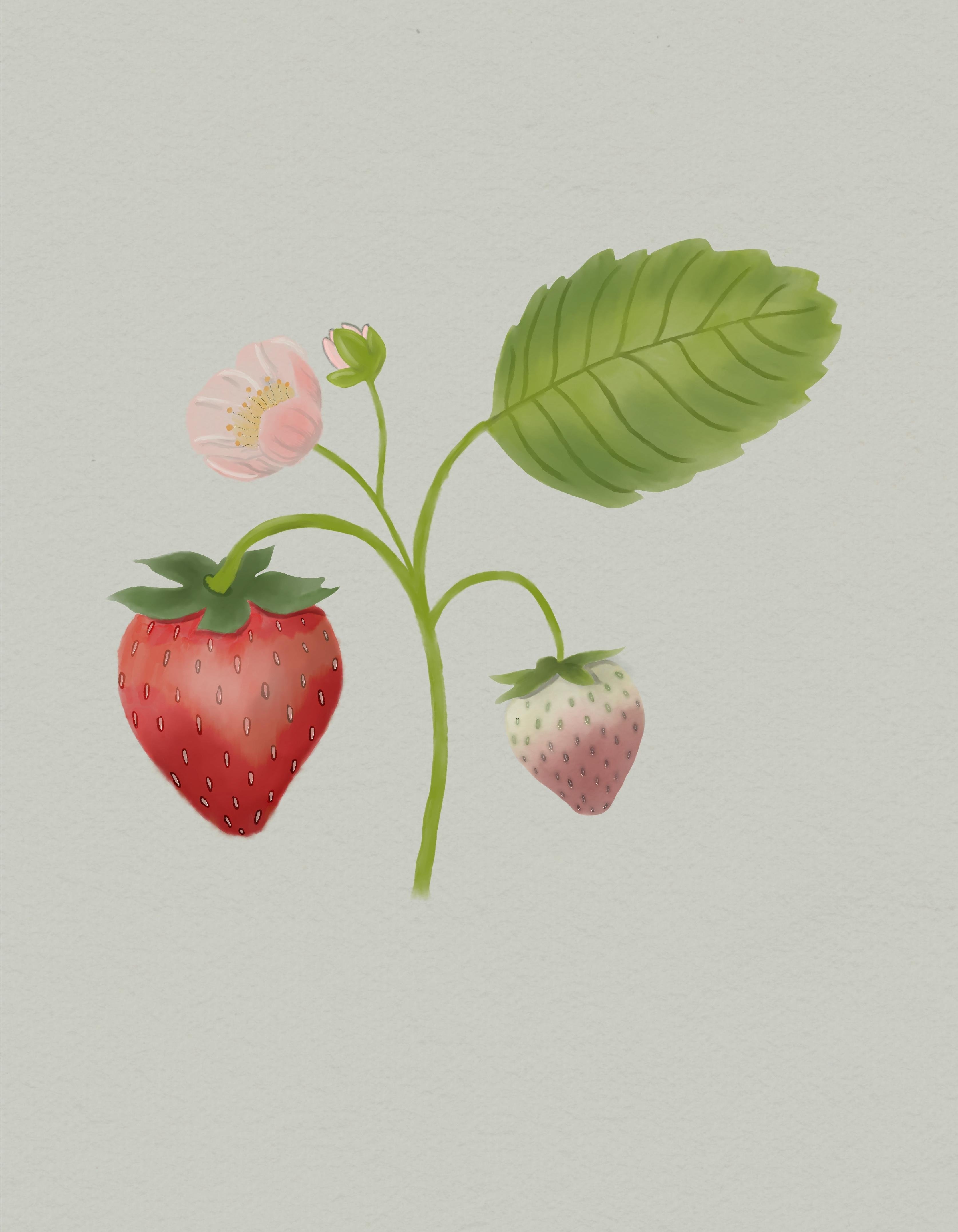 Watercolor strawberry plant - student project