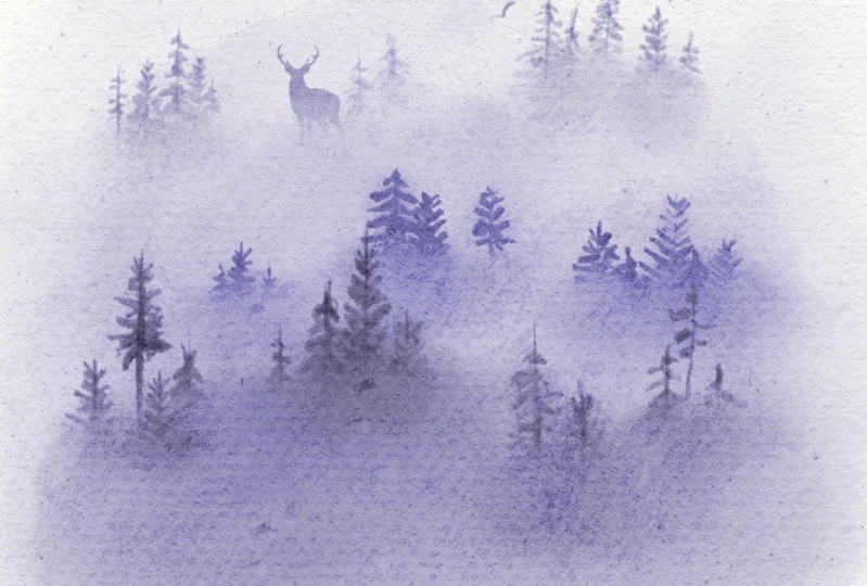 Misty pinetree forest