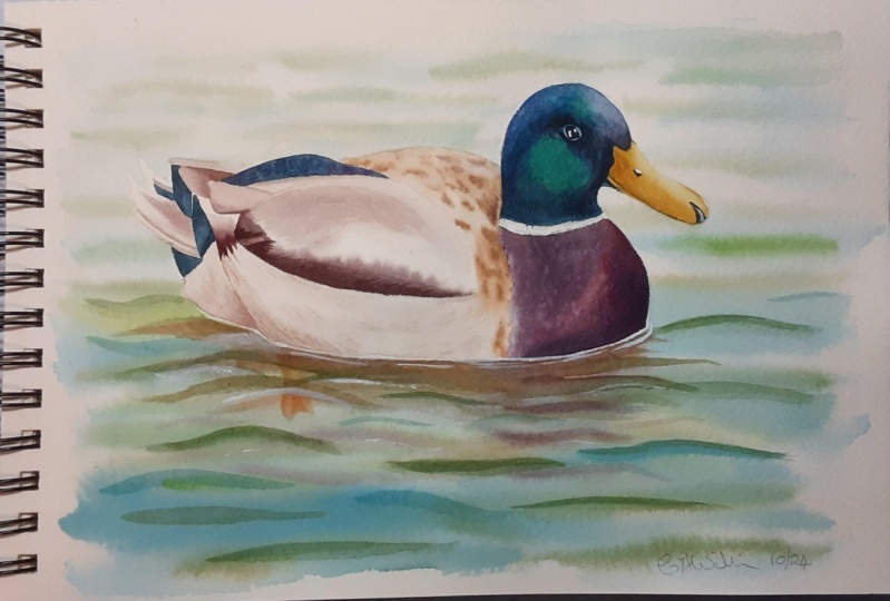 Mallard duck in watercolour