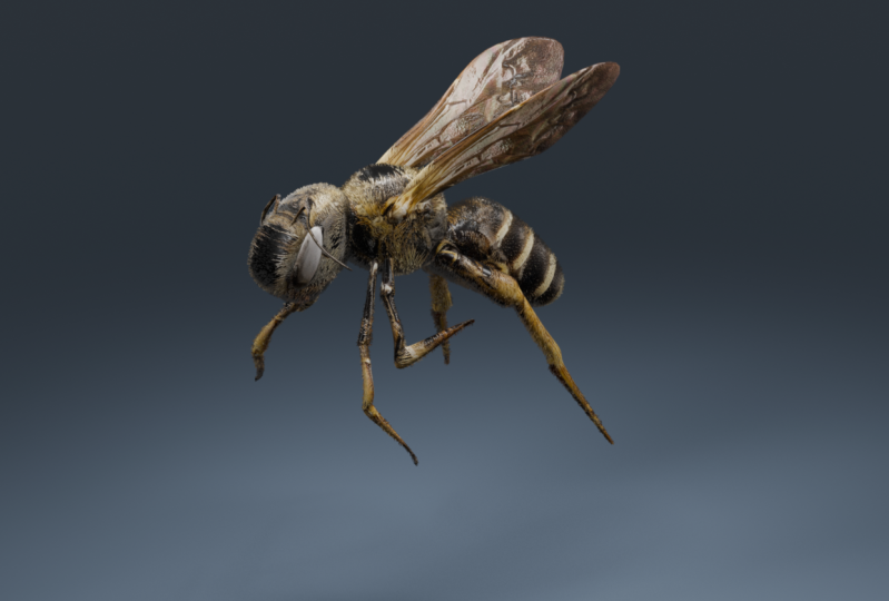 bee