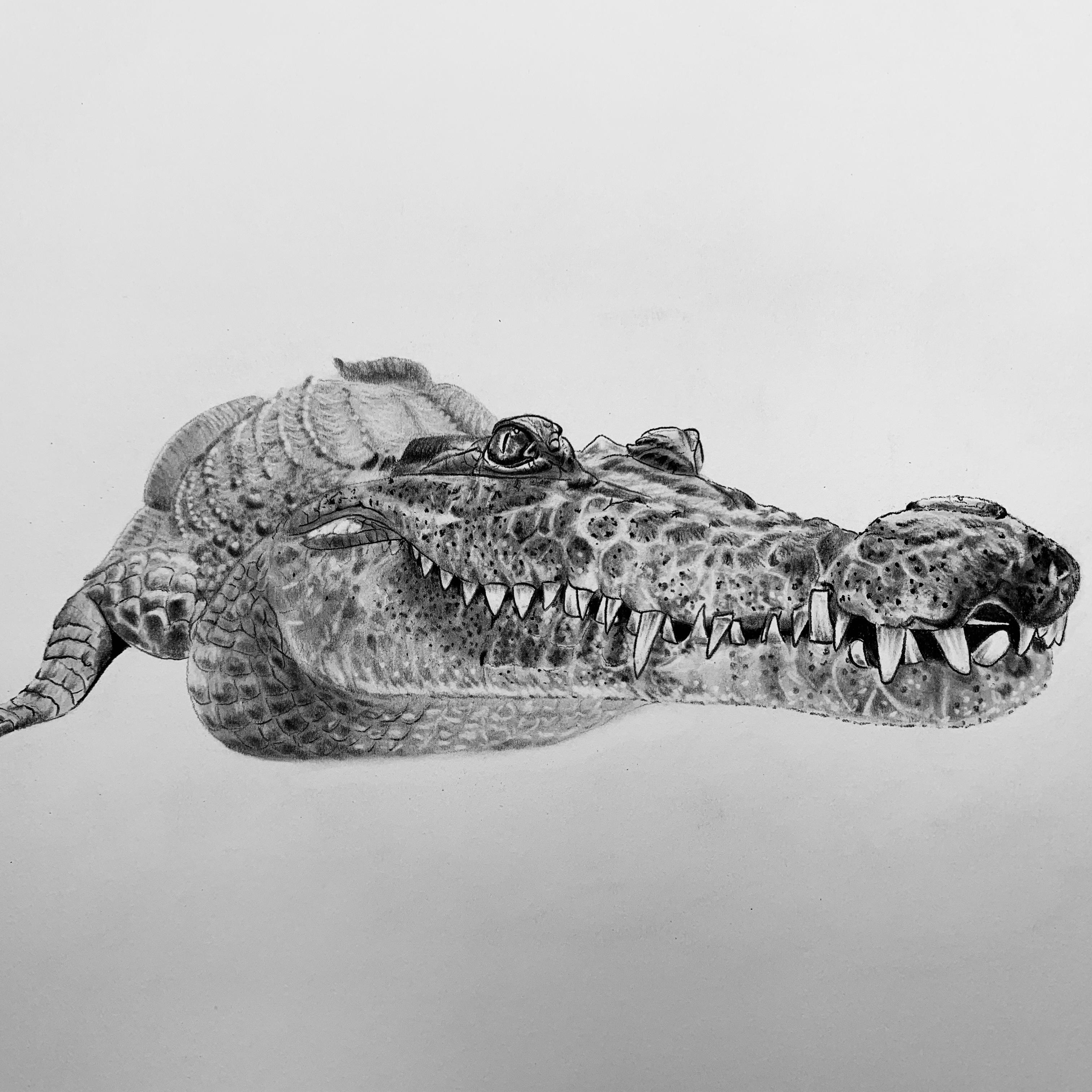 Realistic Crocodile Drawing For Kids