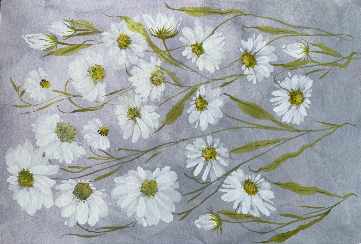 Daisies at dawn - student project