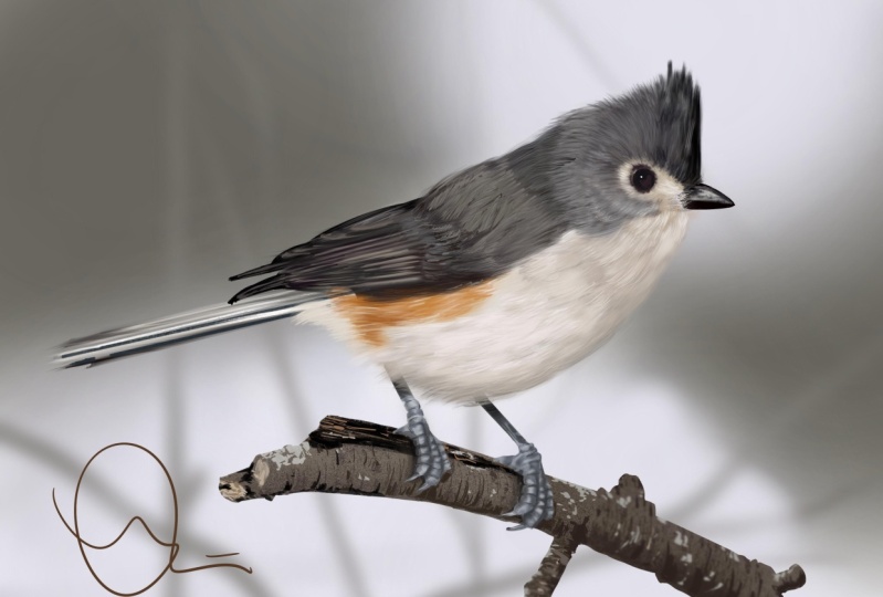 Mike's Tufted Titmouse