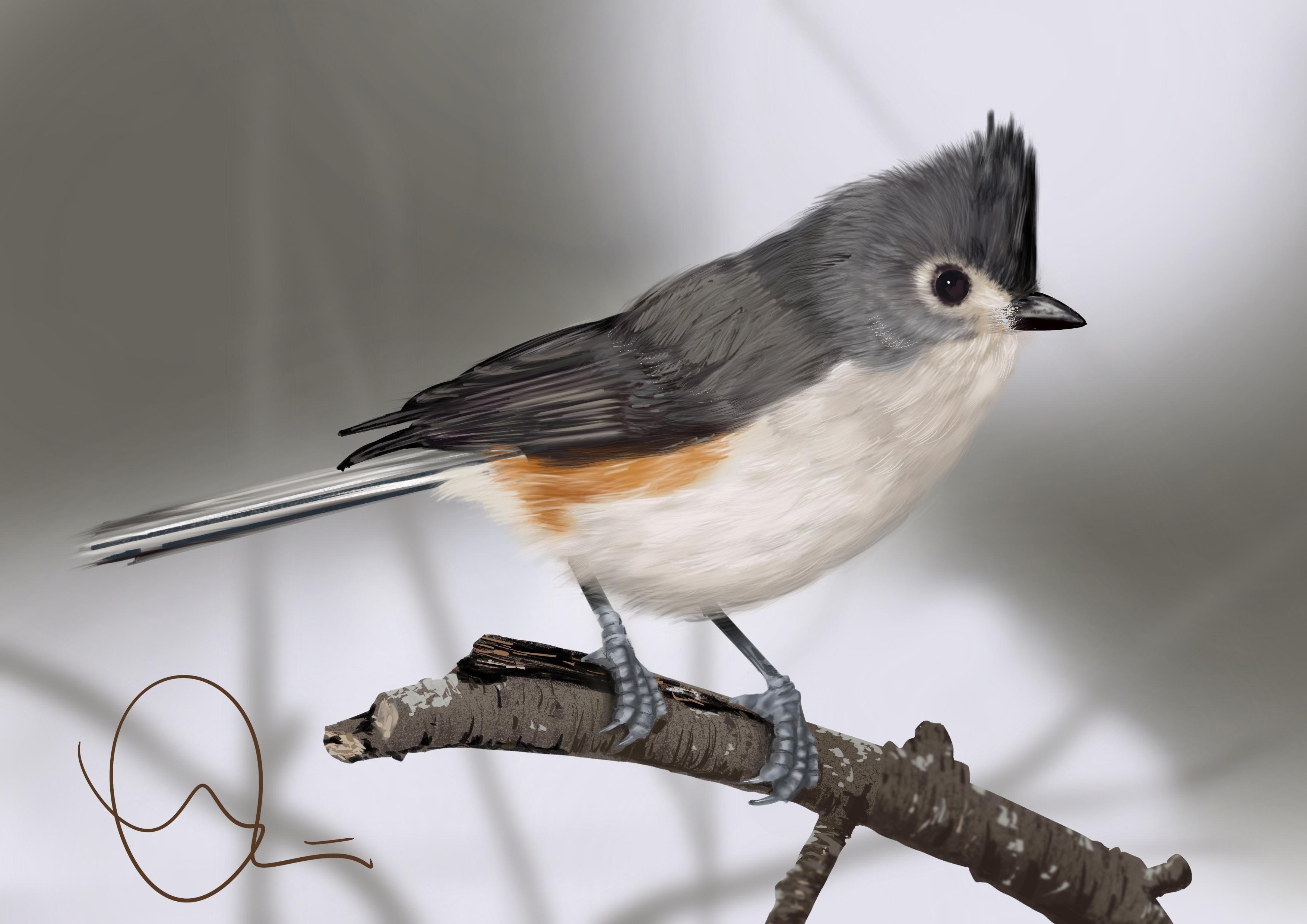 Mike's Tufted Titmouse - student project