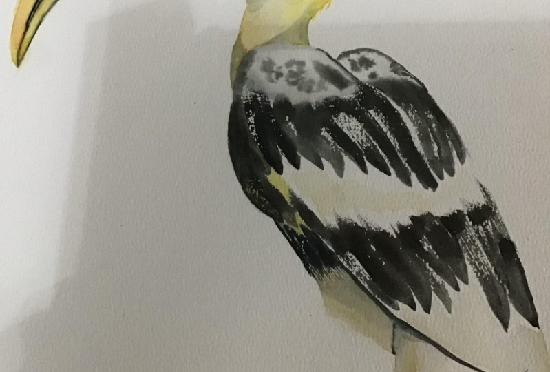 Hornbill