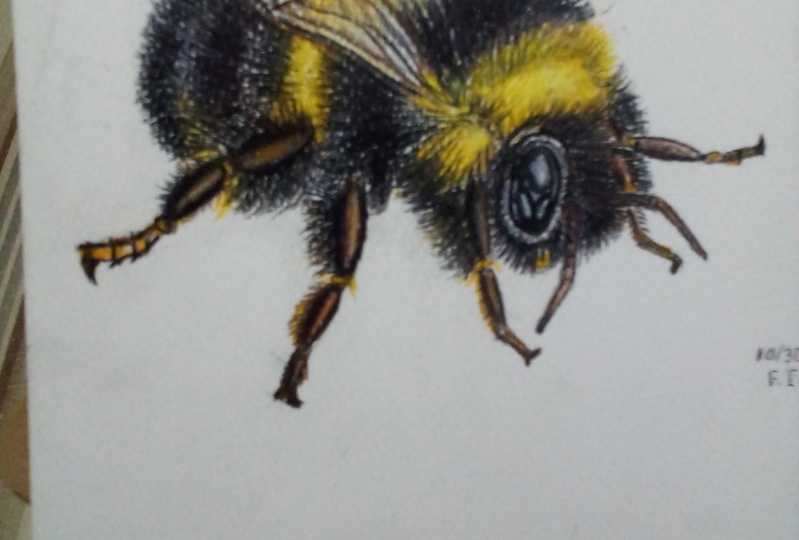 Bee