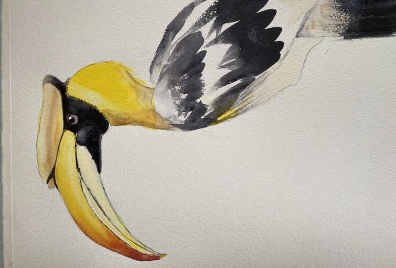 Hornbill