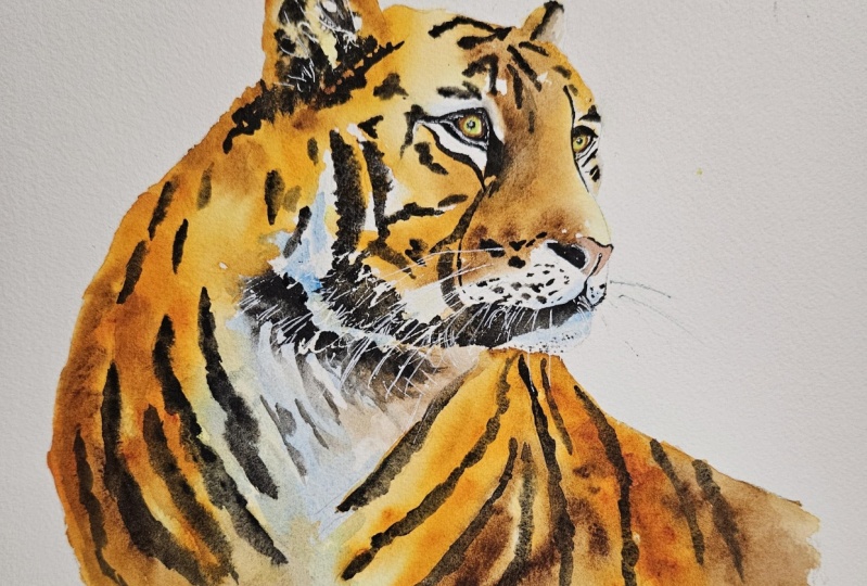 Tiger 103124