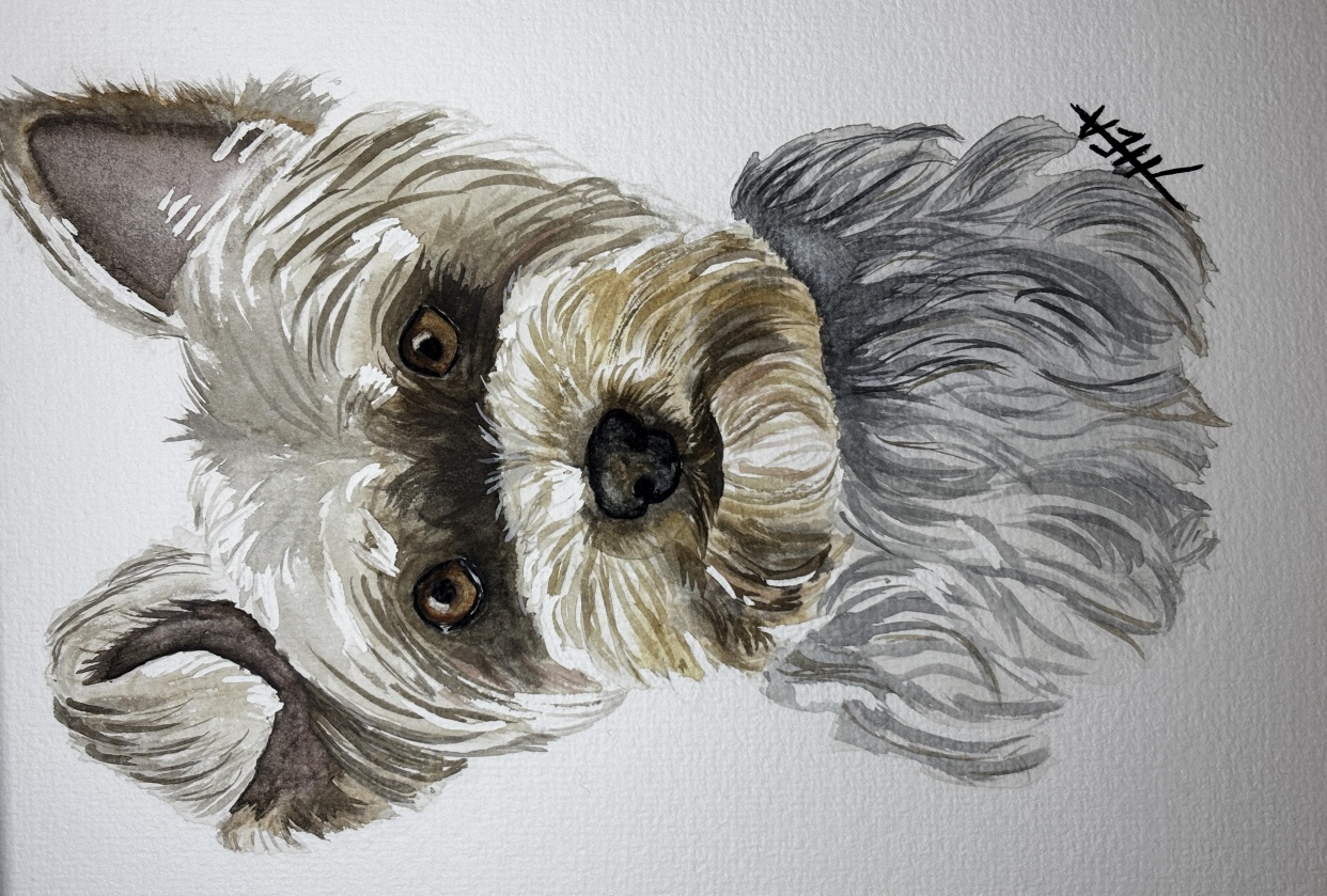 Yorkie - student project