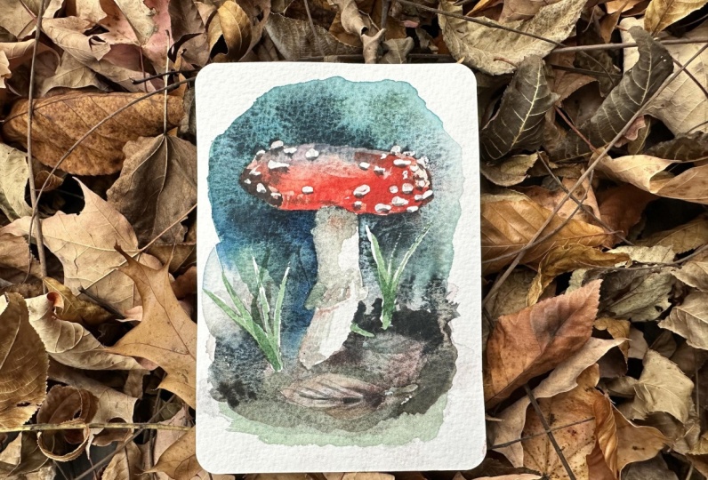 Woodland Mushroom Postcard