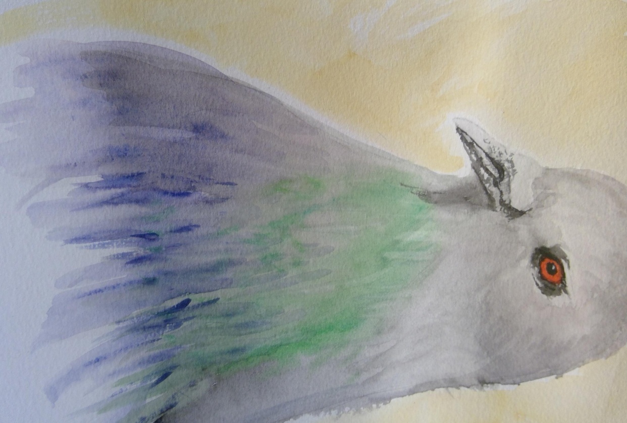 Watercolor Pigeon - student project
