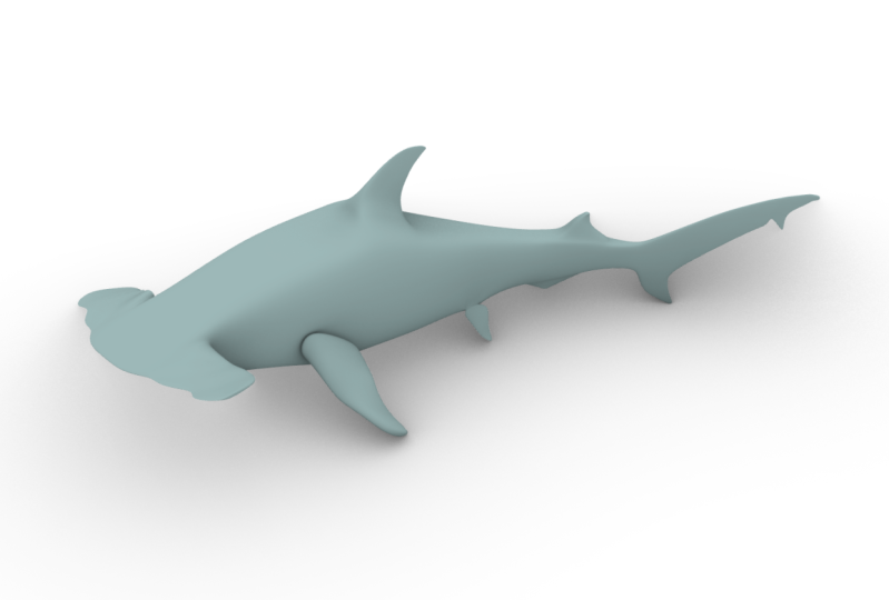 Hammerhead shark