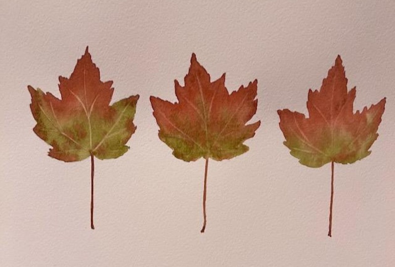 Autumn Maple Leaves