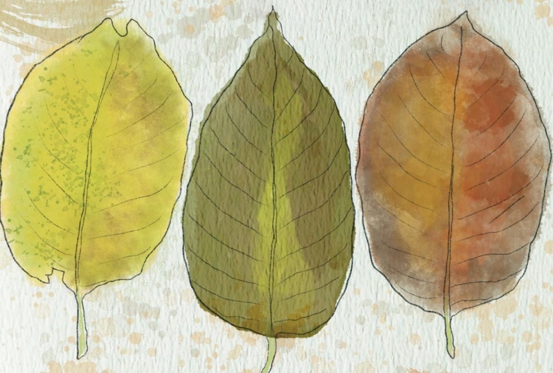Leaves