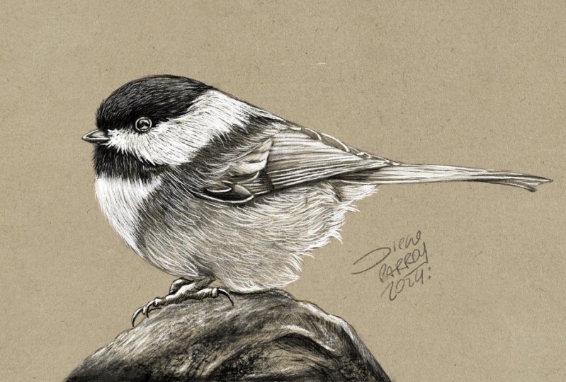 Black-capped Chickadee