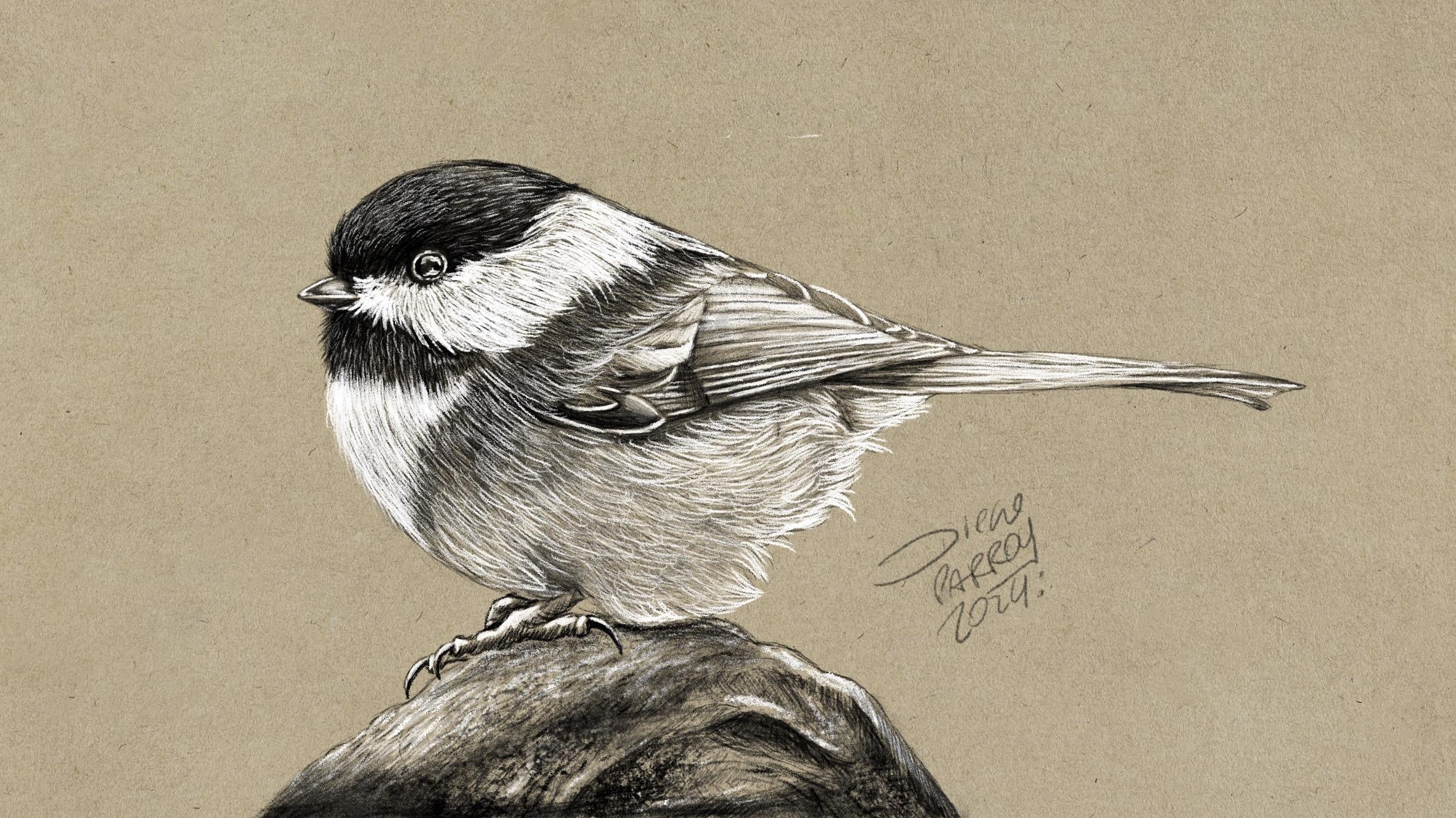 Black-capped Chickadee - student project