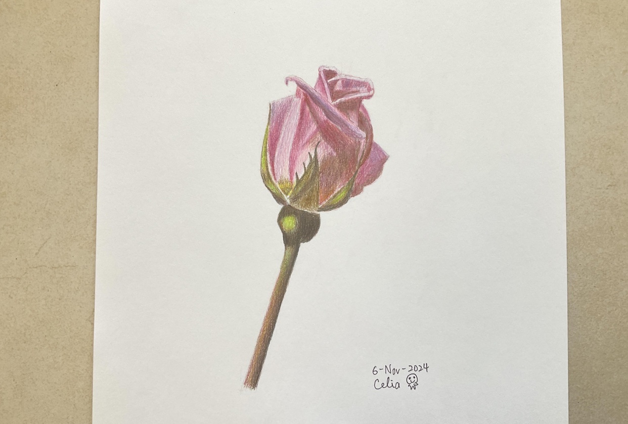 Rose with Colored Pencils - student project