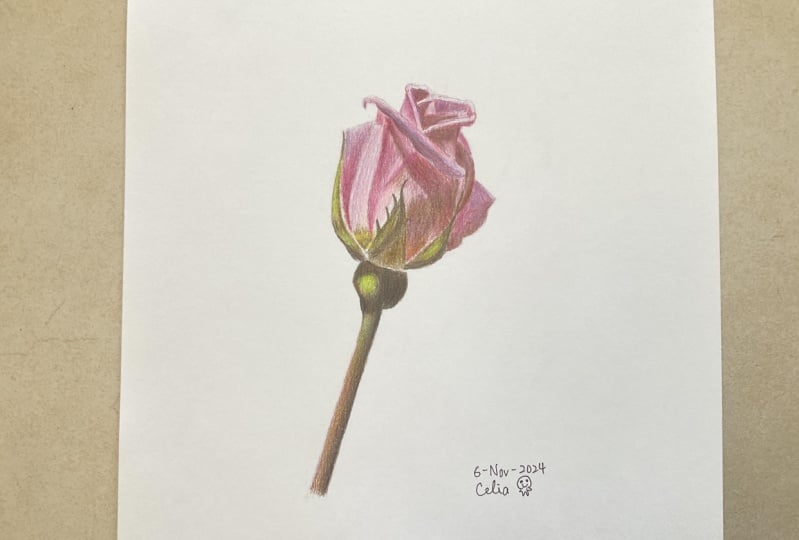Rose with Colored Pencils
