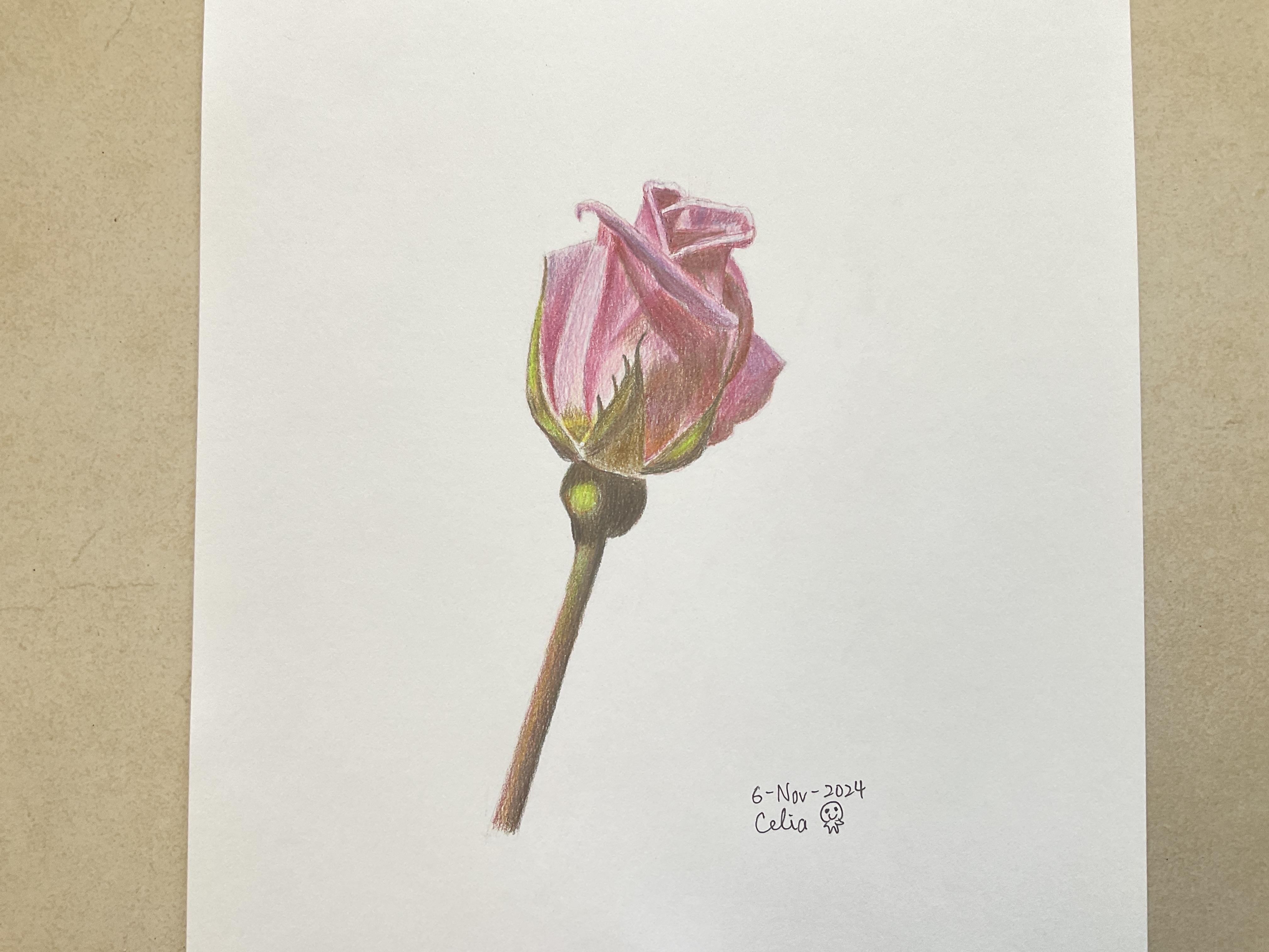 Rose with Colored Pencils - student project