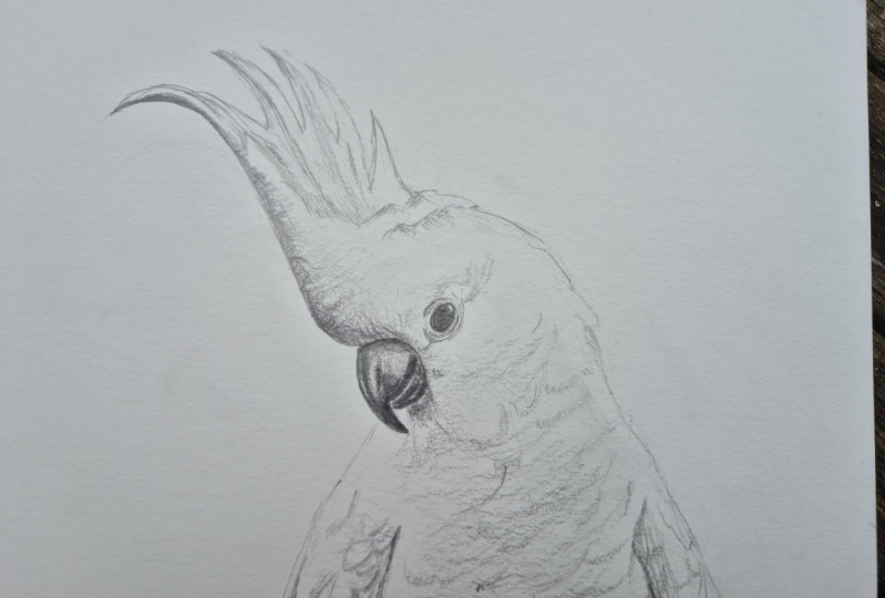 Cockatoo