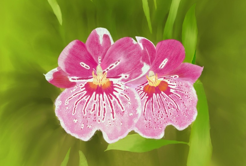 Miltonia
