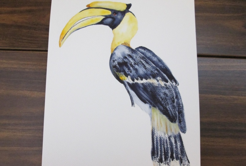 Watercolor Hornbill